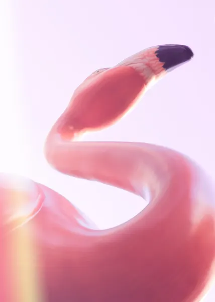 Graceful Pink Flamingo by Pictufy Studio III