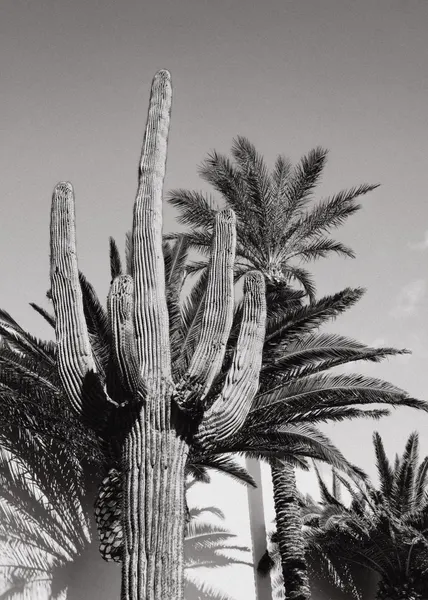 Saguaro and Palm Trees by Pictufy Studio III