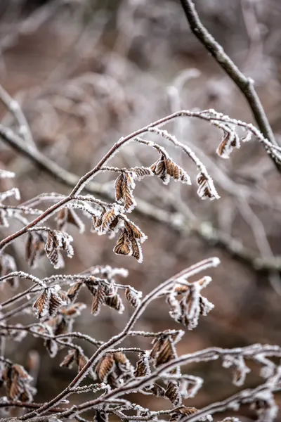 Winter Branches 18 by Mareike Böhmer