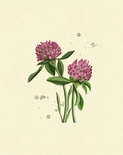 Red Clover by Katie O'Shea