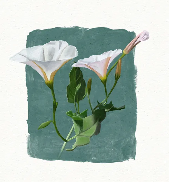 Morning Glory by Katie O'Shea
