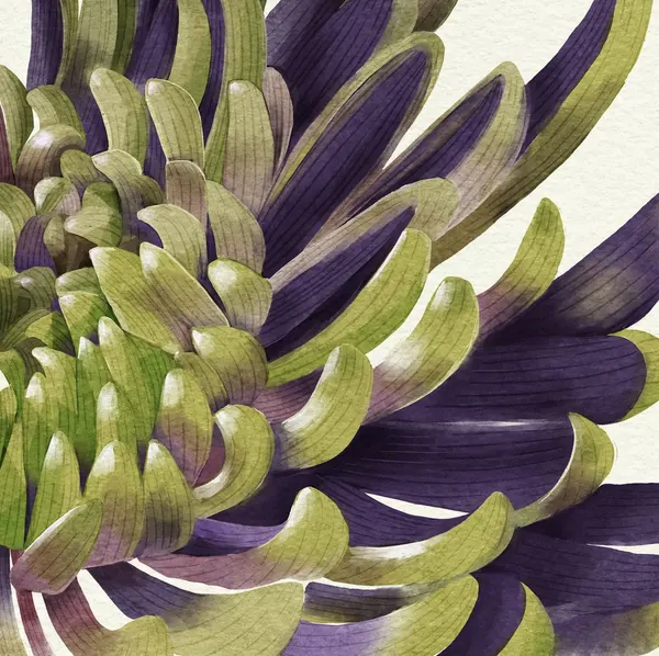 Chrysanthemum by Katie O'Shea