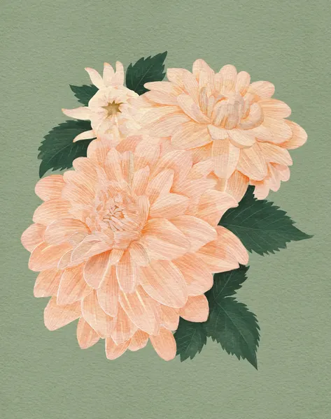 Pink Dahlias by Katie O'Shea