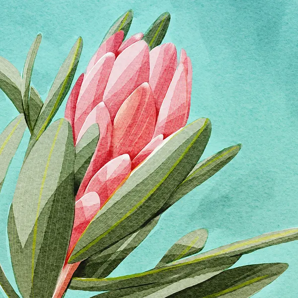 King Protea by Katie O'Shea