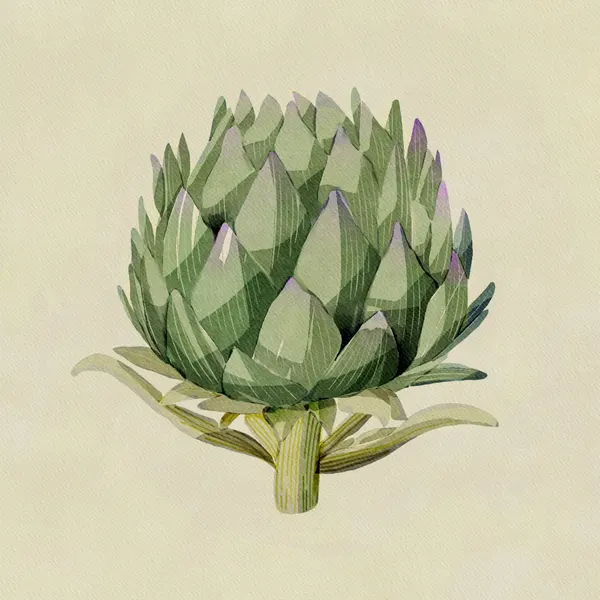 Artichoke by Katie O'Shea