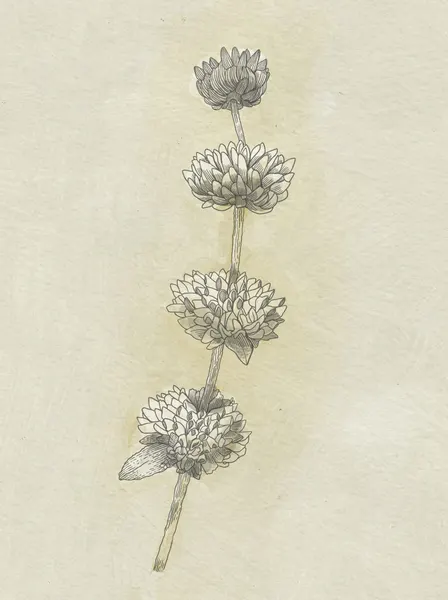 Seed Pods by Katie O'Shea