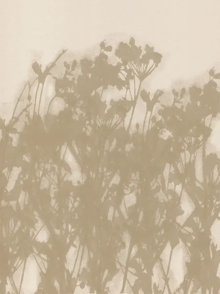 Botanical Shadows by Dina Dankers