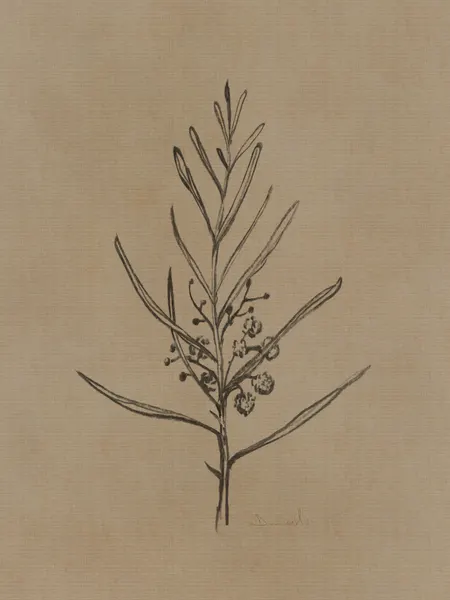 Blackwood Sapling by Dan Hobday