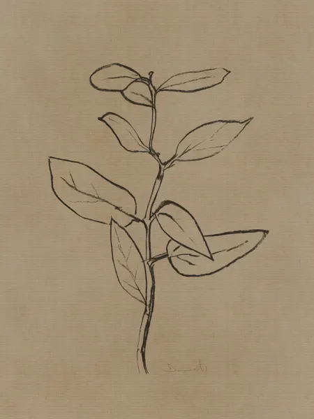 Eucalyptus Sapling by Dan Hobday