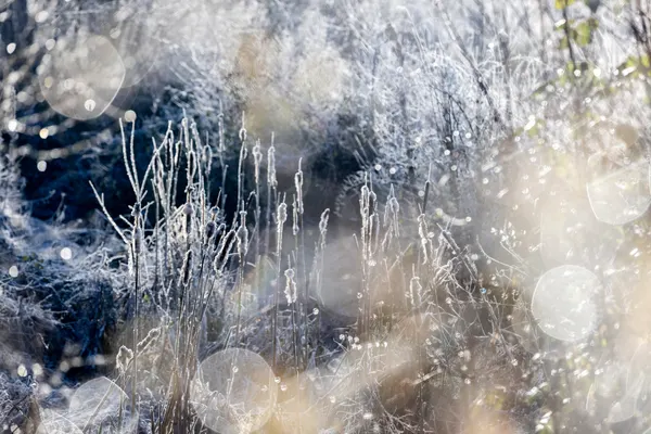 A Winter Morning 3 by Mareike Böhmer