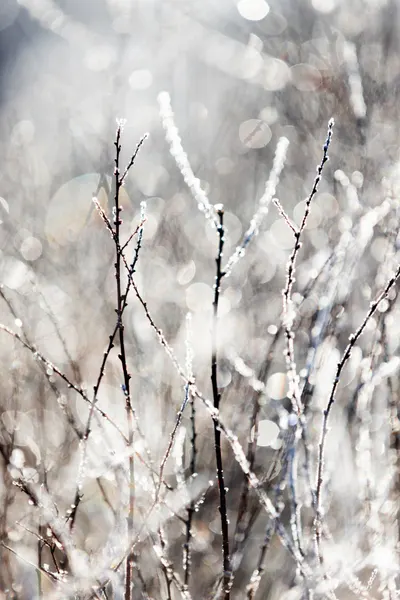 A Winter Morning 4 by Mareike Böhmer