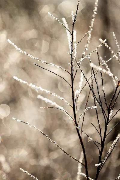 A Winter Morning 5 by Mareike Böhmer