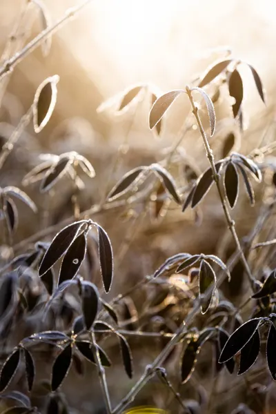 A Winter Morning 6 by Mareike Böhmer
