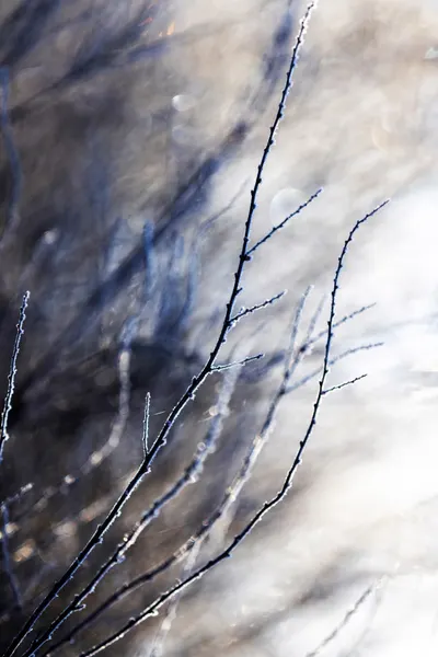 A Winter Morning 7 018a4832 by Mareike Böhmer