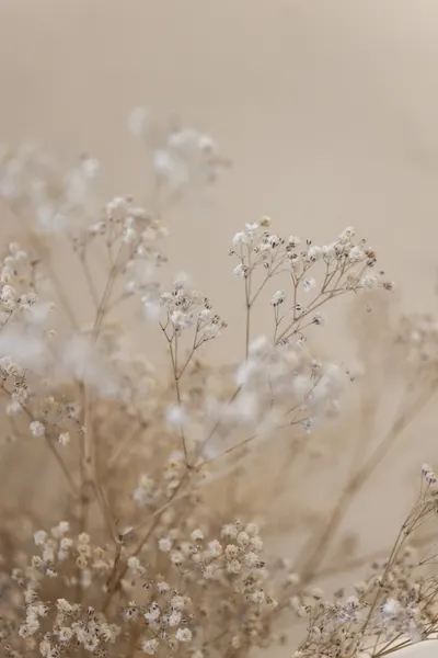 Babys Breath 1 by Mareike Böhmer