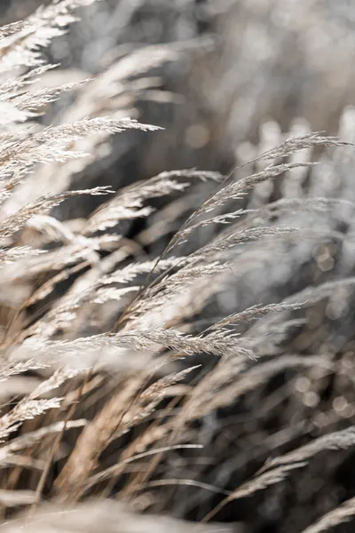 Grass 28 by Mareike Böhmer
