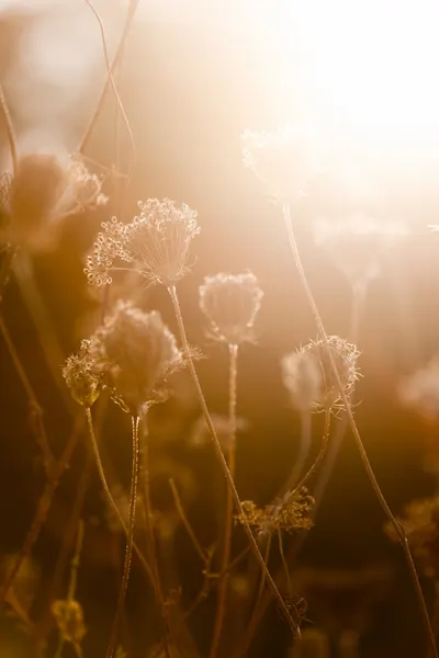 Golden Hour 1 by Mareike Böhmer