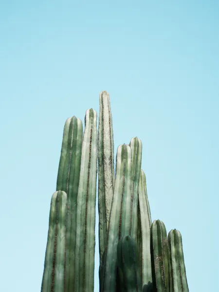 Cacti by Raisa Zwart