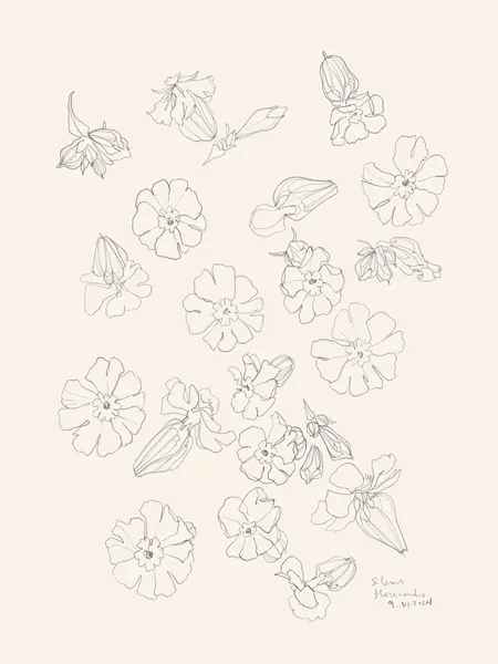 Elegant Flower Drawings by Catalina Somolinos
