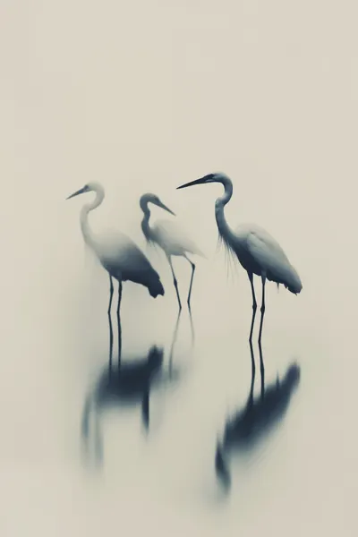 Ethereal Egrets by Treechild