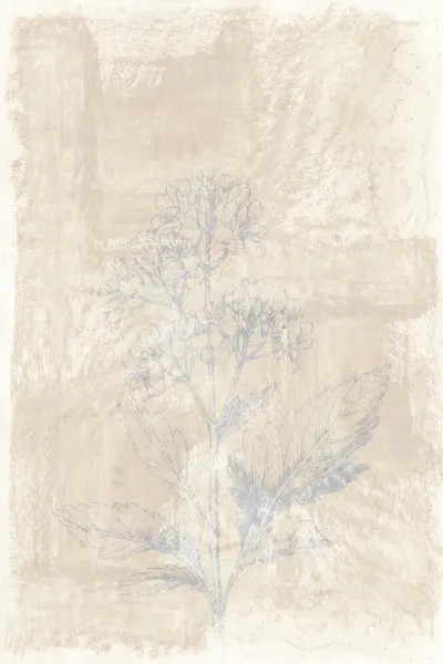 Faded Botanical Sketch by cartissi