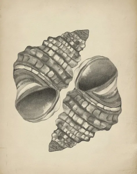Detailed Spiral Shells by Josie George