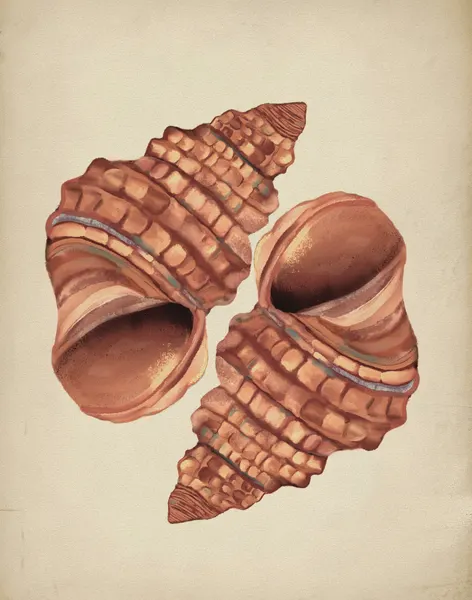Two Conch Shells by Josie George