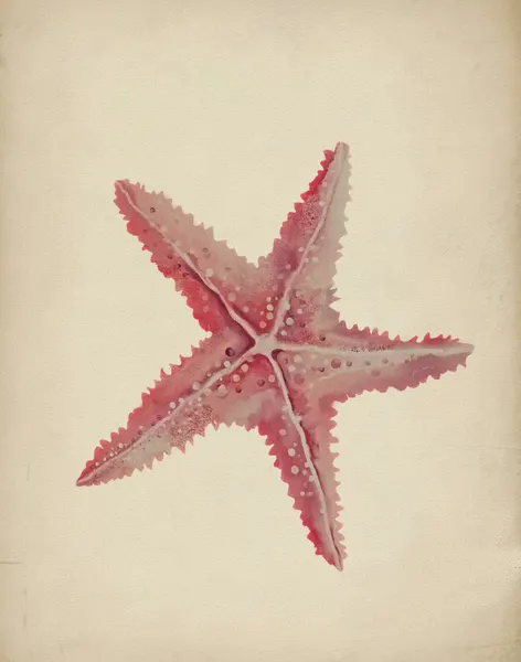 Vintage Pink Starfish by Josie George