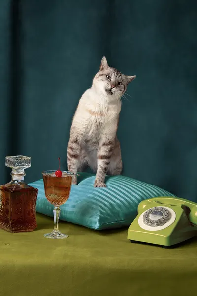 Funny Retro Cat by Julia Ramiro