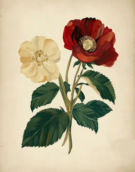 Elegant Red Yellow Flowers by Josie George
