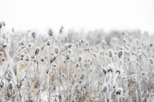 Winter Field 5 by Mareike Böhmer
