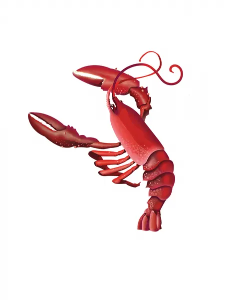 Vibrant Red Lobster by Nicholas