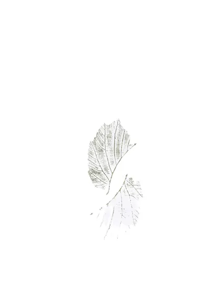Delicate Leaf Veins by Maira Ribena