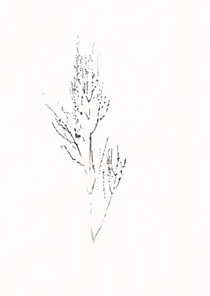 Delicate Botanical Drawing by Maira Ribena