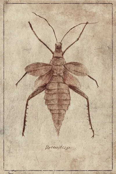 Vintage Insect Illustration by Mike Koubou