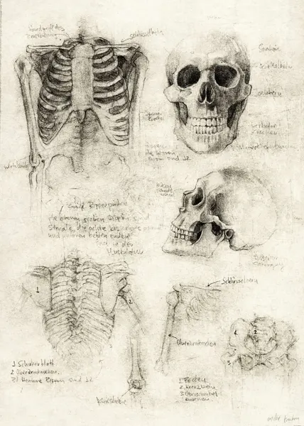 Bones of the Core Skull & Ribcage Studies by Mike Koubou