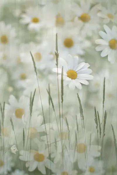 Soft Daisy Field by Christina Sillen