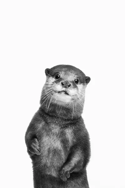 Otter by Kathrin Pienaar