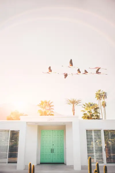 Flamingos In Palm Springs by Kathrin Pienaar