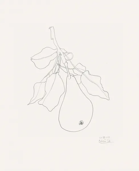 Delicate Pear Drawing by Catalina Somolinos