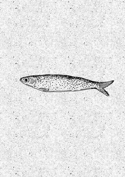 Simple Sardine Drawing by Nicholas