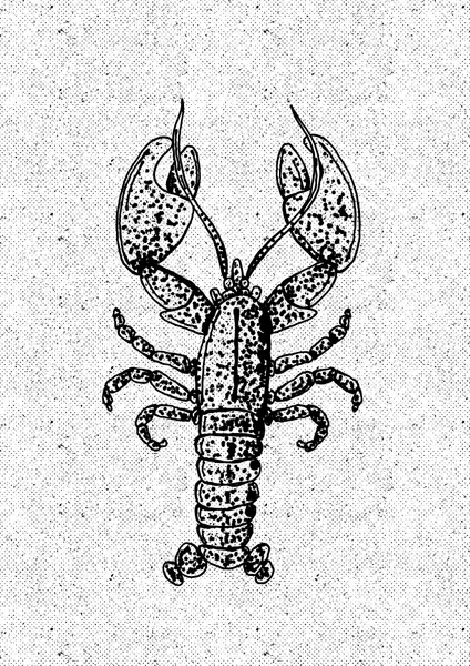 Vintage Lobster Drawing by Nicholas