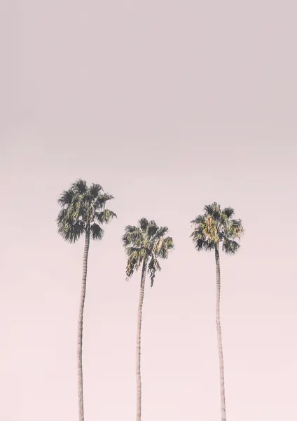 Palms On Pink by Kathrin Pienaar