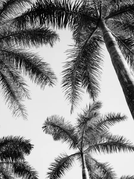 Black And White Palm Tree by Raisa Zwart
