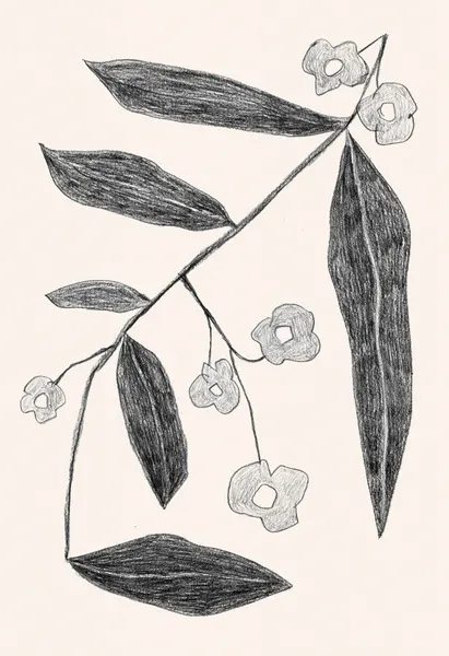 Botanical Branch Drawing by Catalina Somolinos