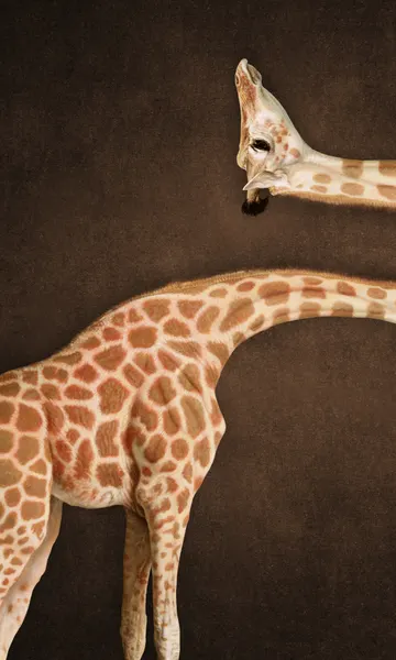 Spotted Giraffe Grace by Marja van den Hurk