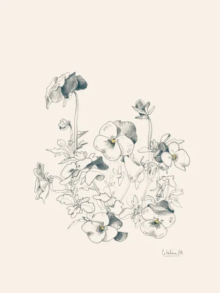 Pansy Botanical Sketch by Catalina Somolinos