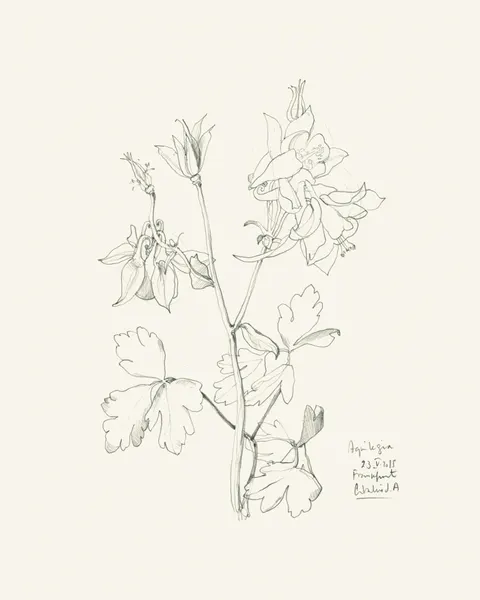 Botanical Columbine Drawing by Catalina Somolinos