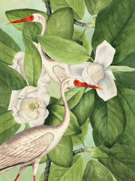 White Ibis Magnolias by Marja van den Hurk