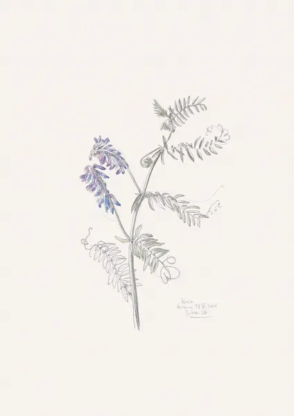 Purple Vetch Drawing by Catalina Somolinos